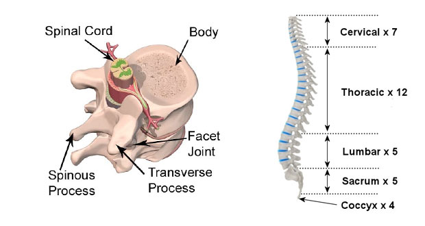 Spine and Spinal Disk