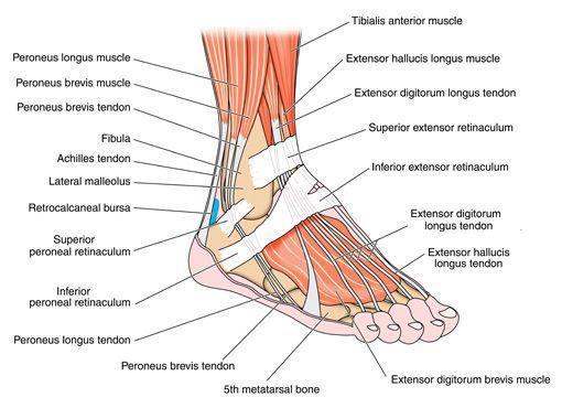 ankle spur removal