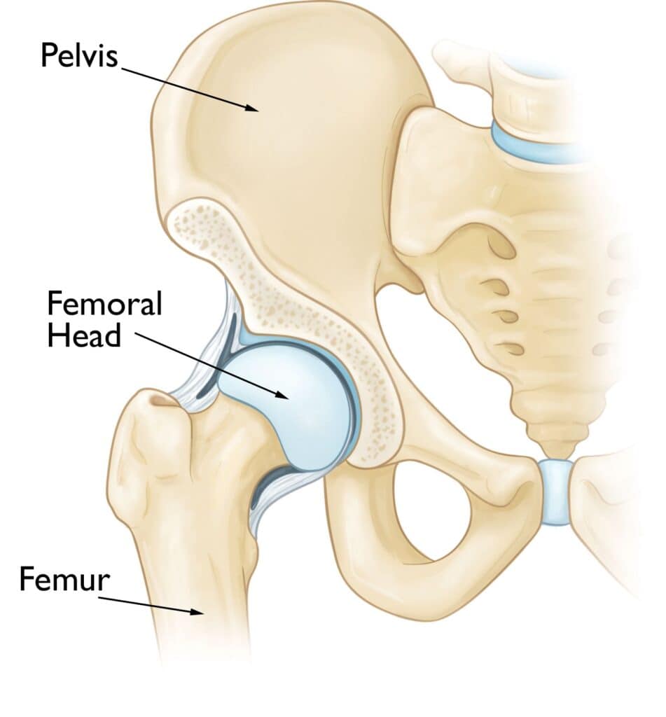 Hip & Groin Pain