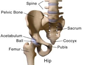 pelvic bone