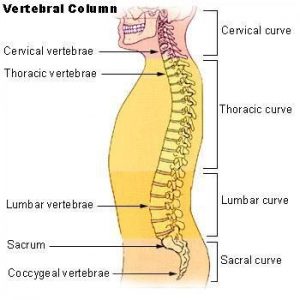 vertebral column