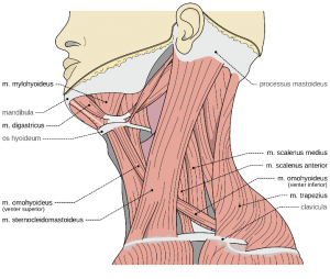 neck pain