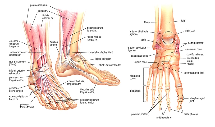 ankle and heel pain in the morning