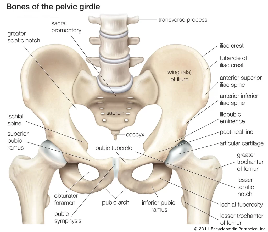 back hip pain