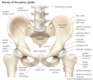 Hip and Pelvis