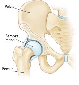 Pelvis and Joints