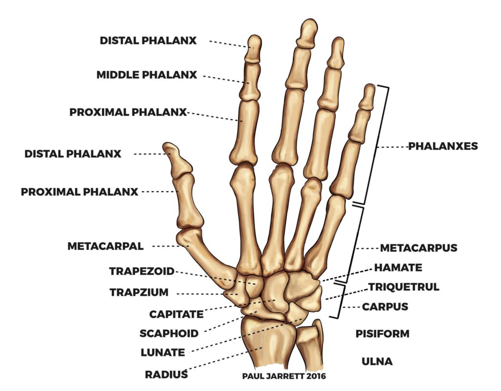 Hand & Wrist Pain