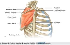 shoulder pain
