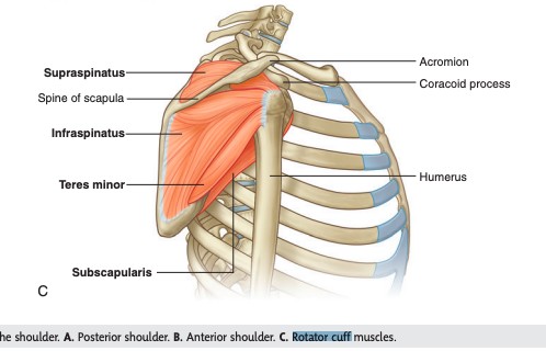 shoulder pain